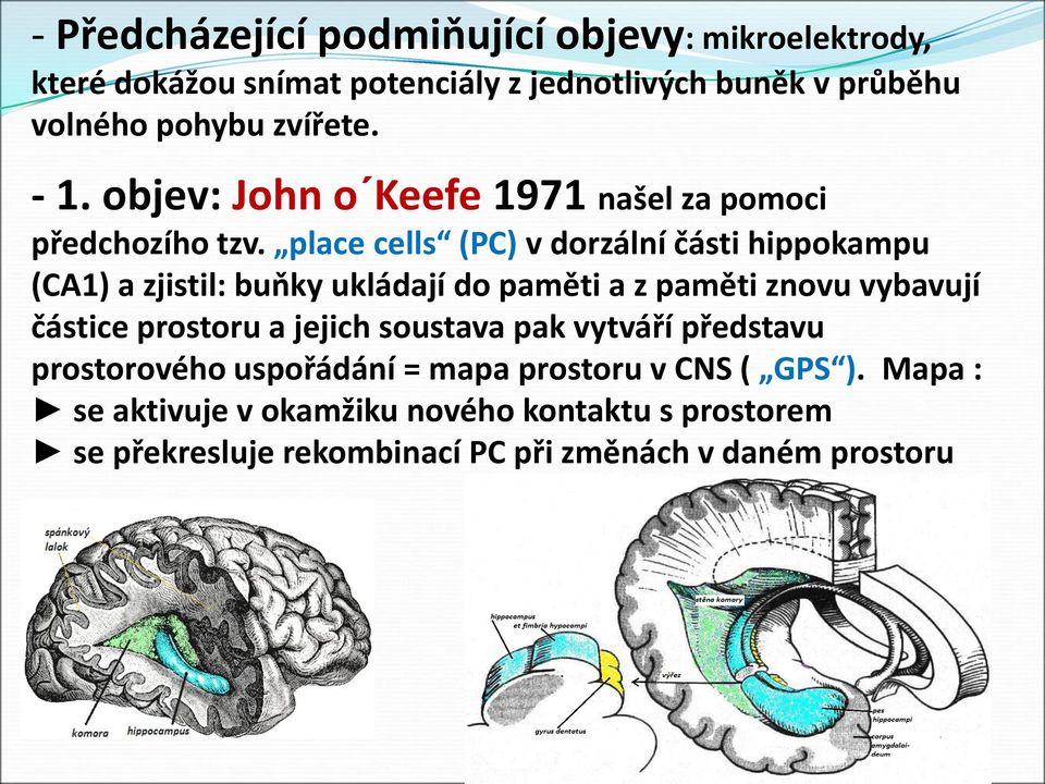 place cells (PC) v dorzální části hippokampu (CA1) a zjistil: buňky ukládají do paměti a z paměti znovu vybavují částice prostoru a