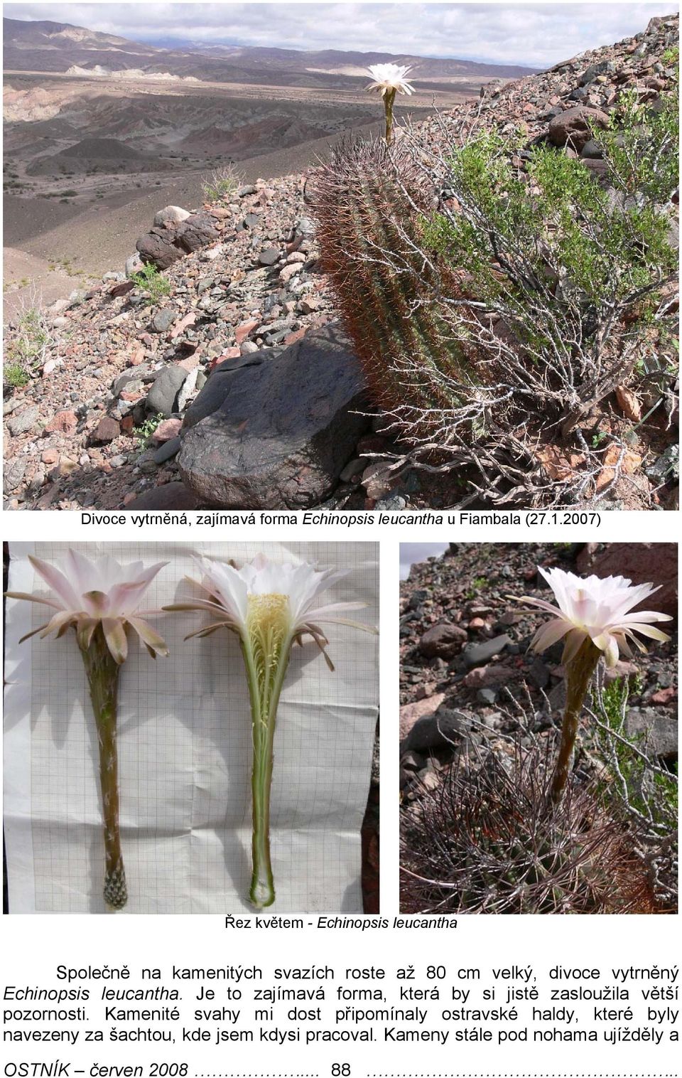 vytrněný Echinopsis leucantha. Je to zajímavá forma, která by si jistě zasloužila větší pozornosti.