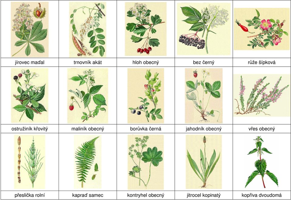 černá jahodník obecný vřes obecný přeslička rolní