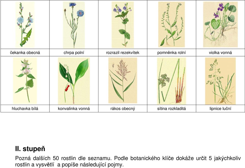 luční II. stupeň Pozná dalších 50 rostlin dle seznamu.
