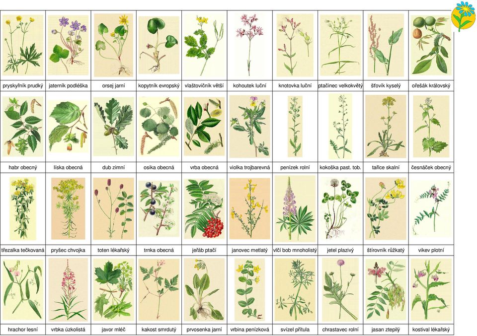 tařice skalní česnáček obecný třezalka tečkovaná pryšec chvojka toten lékařský trnka obecná jeřáb ptačí janovec metlatý vlčí bob mnoholistý jetel plazivý