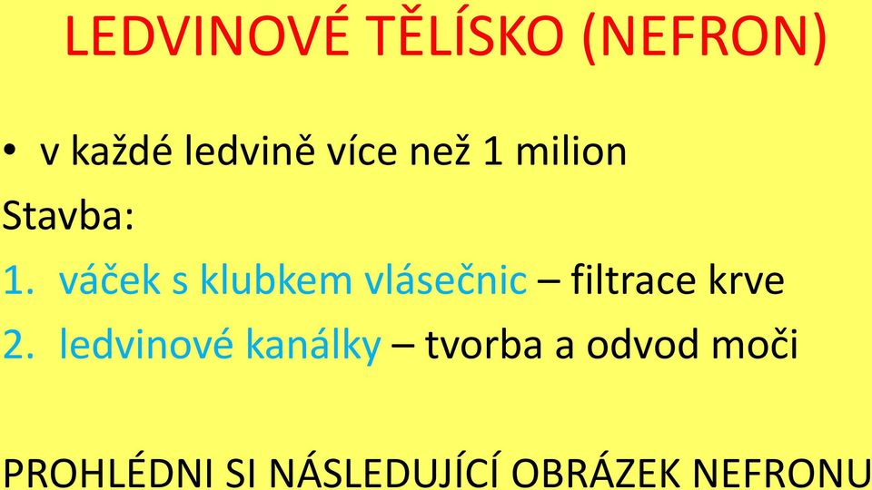 váček s klubkem vlásečnic filtrace krve 2.