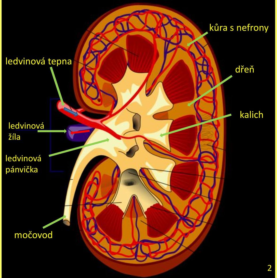ledvinová žíla kalich