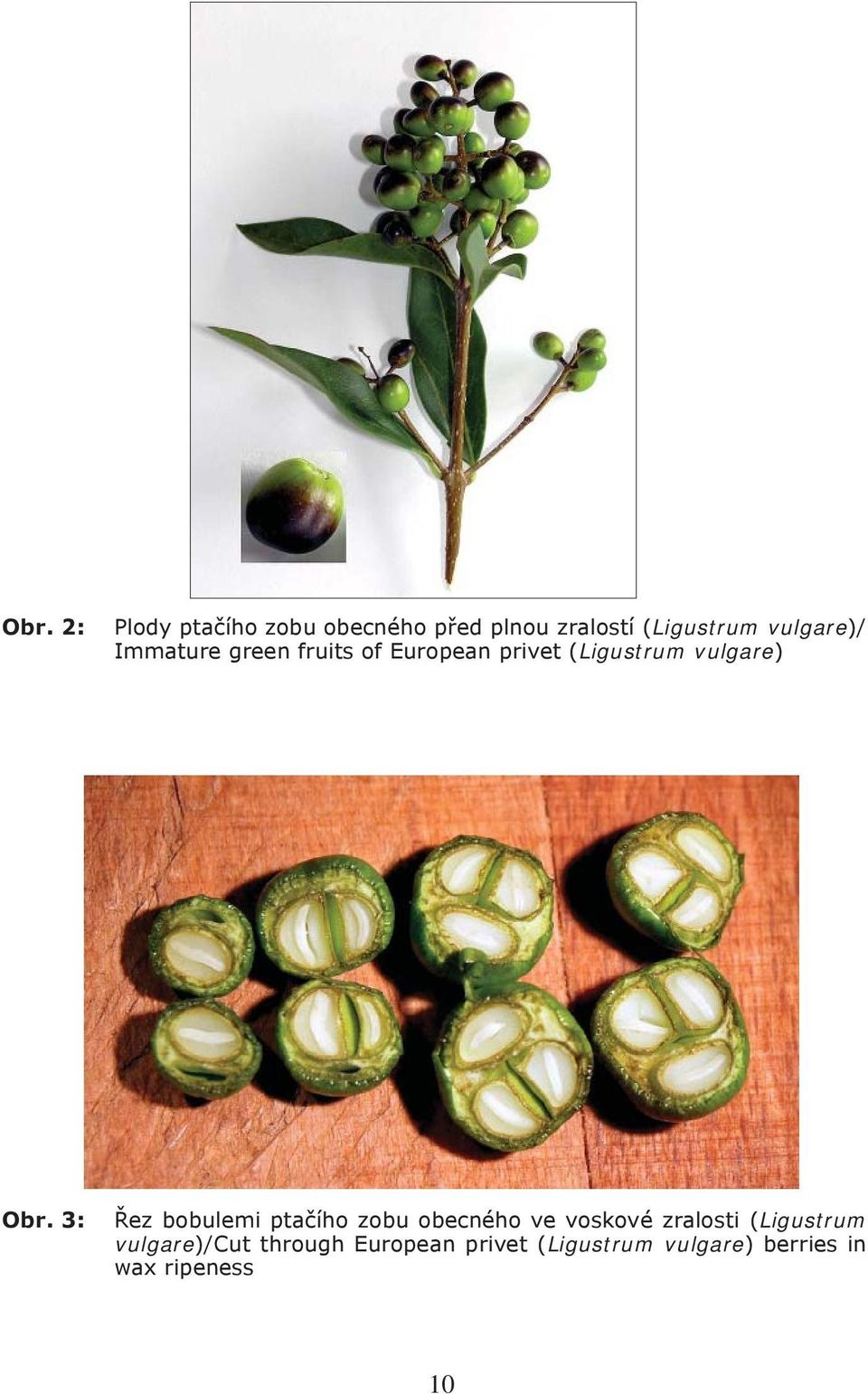 Obr. 3: Řez bobulemi ptačího zobu obecného ve voskové zralosti (Ligustrum