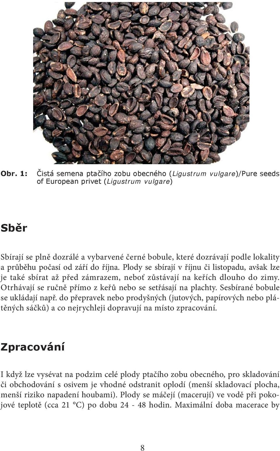 Otrhávají se ručně přímo z keřů nebo se setřásají na plachty. Sesbírané bobule se ukládají např.