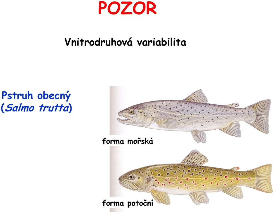 obecný (Salmo trutta)