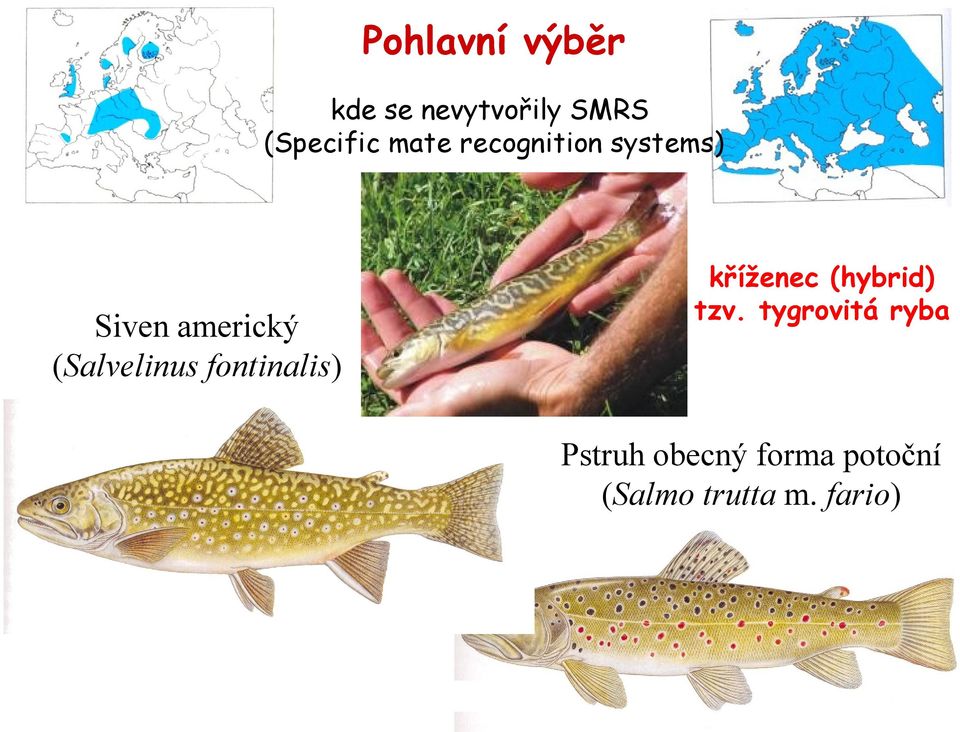 (Salvelinus fontinalis) kříženec (hybrid) tzv.