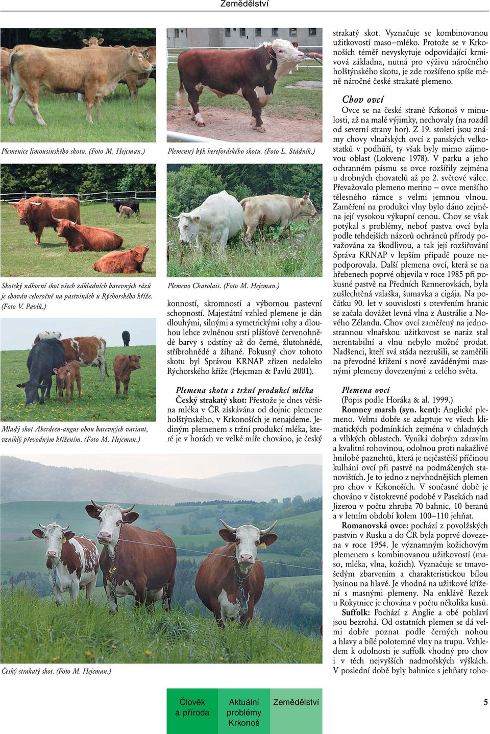 ) Plemeno Charolais. (Foto M. Hejcman.) konností, skromností a výbornou pastevní schopností.