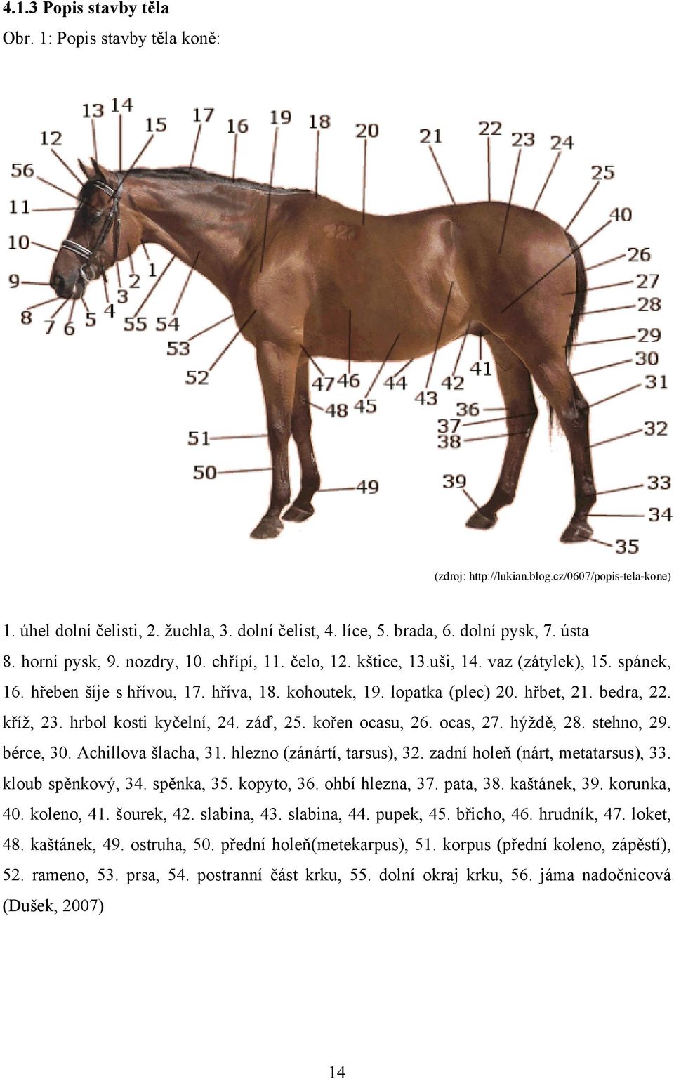 kříž, 23. hrbol kosti kyčelní, 24. záď, 25. kořen ocasu, 26. ocas, 27. hýždě, 28. stehno, 29. bérce, 30. Achillova šlacha, 31. hlezno (zánártí, tarsus), 32. zadní holeň (nárt, metatarsus), 33.