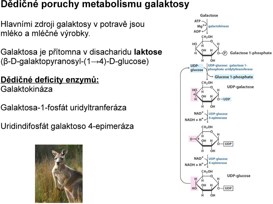 Galaktosa je přítomna v disacharidu laktose (β-d-galaktopyranosyl-(1