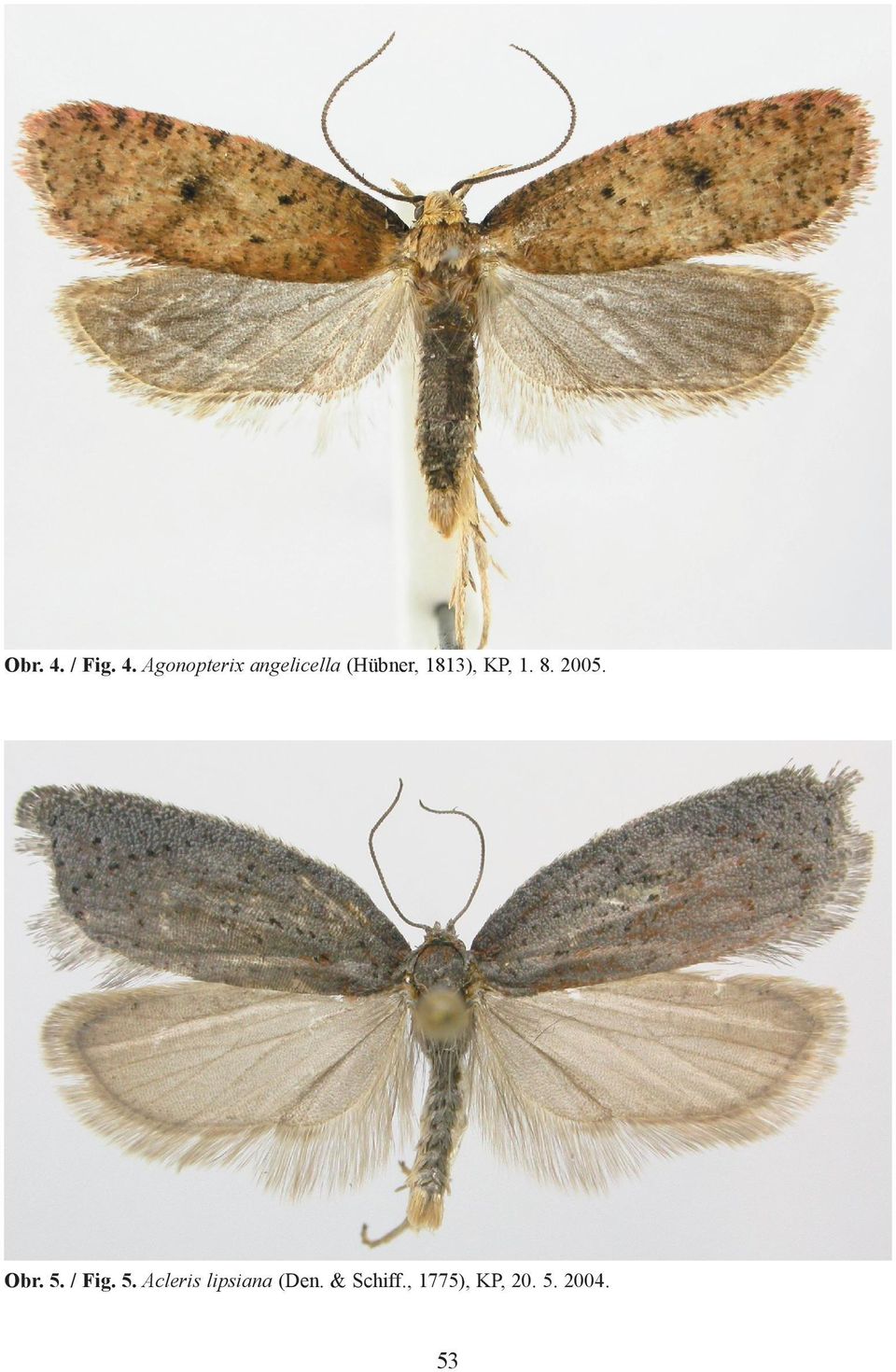 Agonopterix angelicella (Hübner,