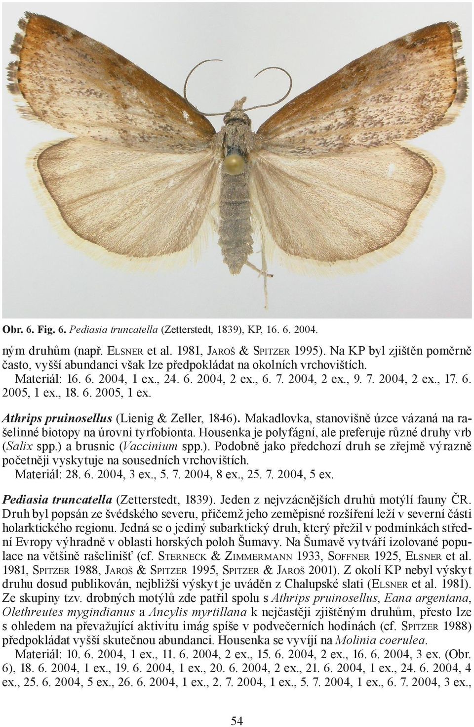 , 18. 6. 2005, 1 ex. Athrips pruinosellus (Lienig & Zeller, 1846). Makadlovka, stanovišně úzce vázaná na rašelinné biotopy na úrovni tyrfobionta.