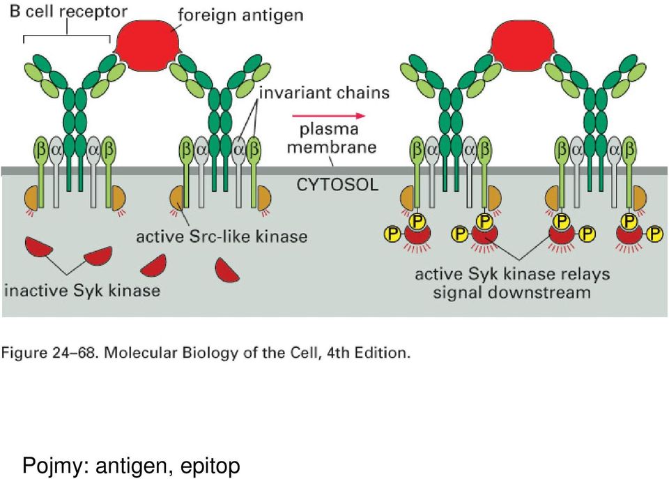 epitop