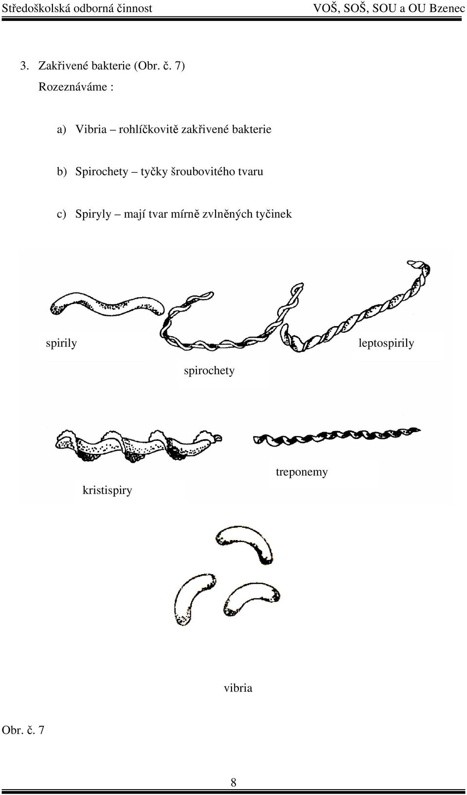 Spirochety tyčky šroubovitého tvaru c) Spiryly mají tvar