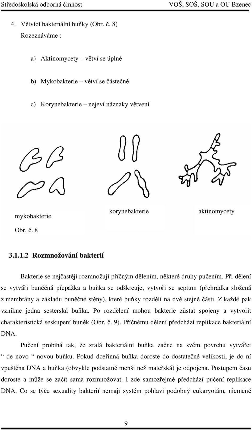 Při dělení se vytváří buněčná přepážka a buňka se odškrcuje, vytvoří se septum (přehrádka složená z membrány a základu buněčné stěny), které buňky rozdělí na dvě stejné části.