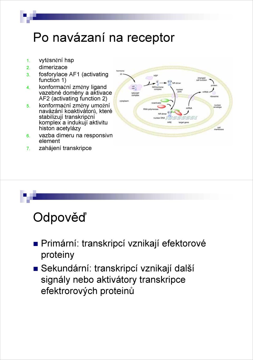 konformační změny umožní navázání koaktivátorů, které stabilizují transkripční komplex a indukují aktivitu histon acetylázy 6.