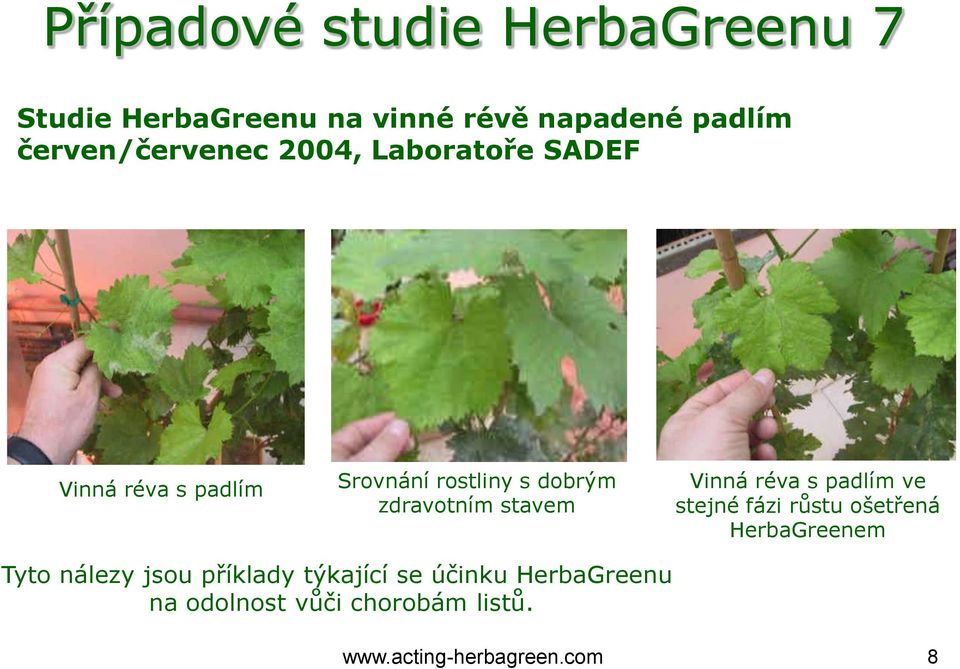 zdravotním stavem Vinná réva s padlím ve stejné fázi růstu ošetřená HerbaGreenem Tyto