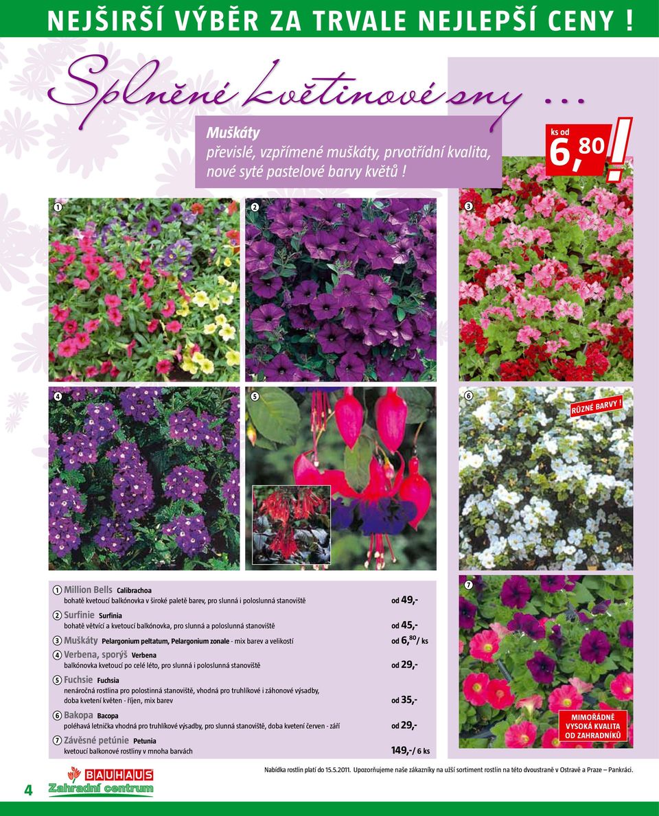 stanoviště,- Muškáty Pelargonium peltatum, Pelargonium zonale - mix barev a velikostí, 80 / ks Verbena, sporýš Verbena balkónovka kvetoucí po celé léto, pro slunná i poloslunná stanoviště 9,- Fuchsie