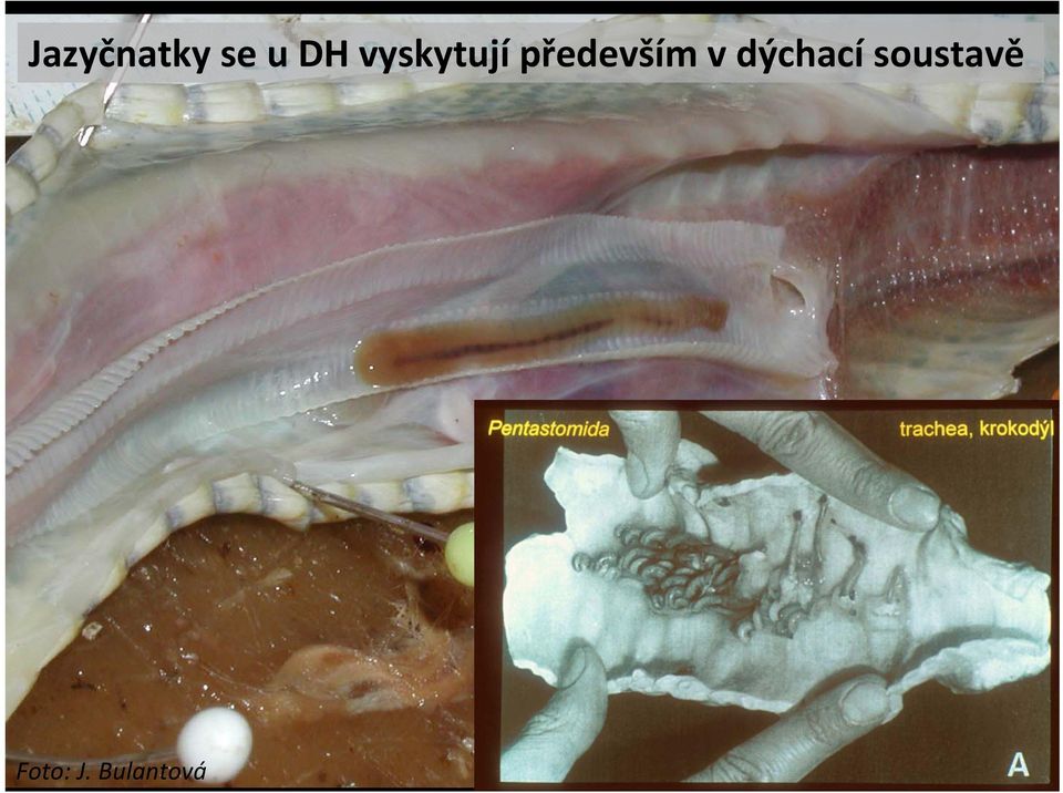 především v