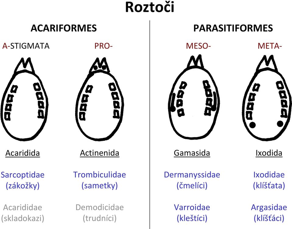 Trombiculidae (sametky) Dermanyssidae (čmelíci) Ixodidae (klíšťata)