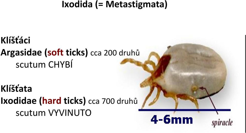 druhů scutum CHYBÍ Klíšťata