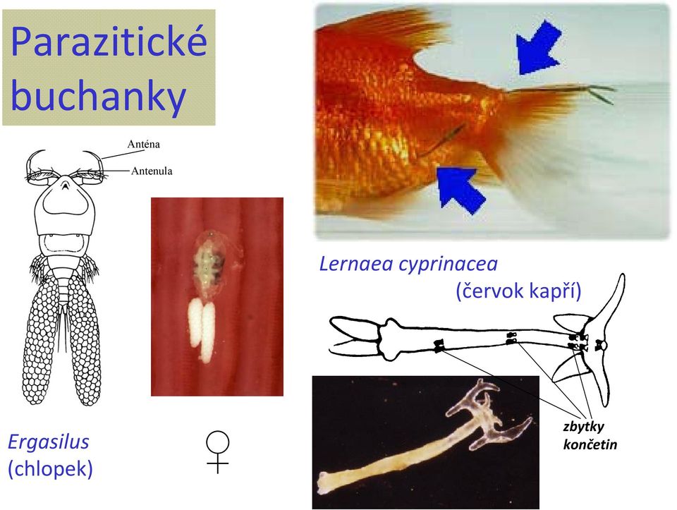 cyprinacea (červok kapří)