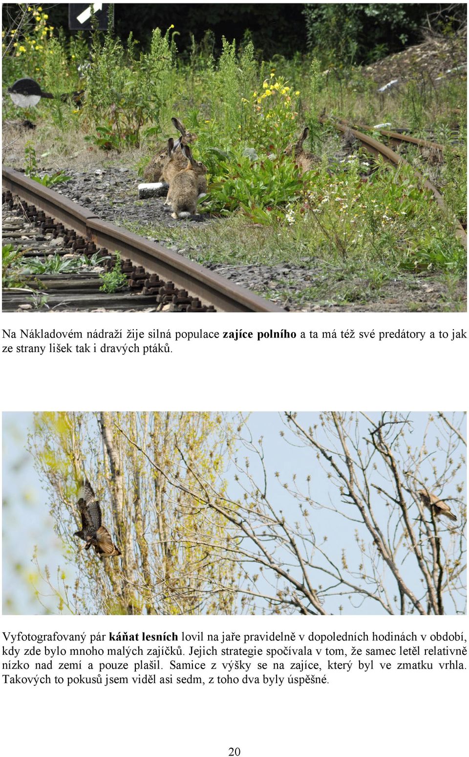 Vyfotografovaný pár káňat lesních lovil na jaře pravidelně v dopoledních hodinách v období, kdy zde bylo mnoho malých