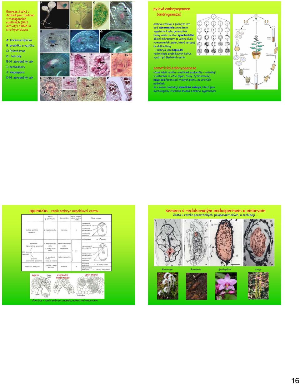 dělení mikrospory za vzniku dvou rovnocenných jader, která vstupují do další mitózy embrya jsou haploidní technologie prašníkových kultur, využití při šlechtění rostlin somatická embryogeneze různé