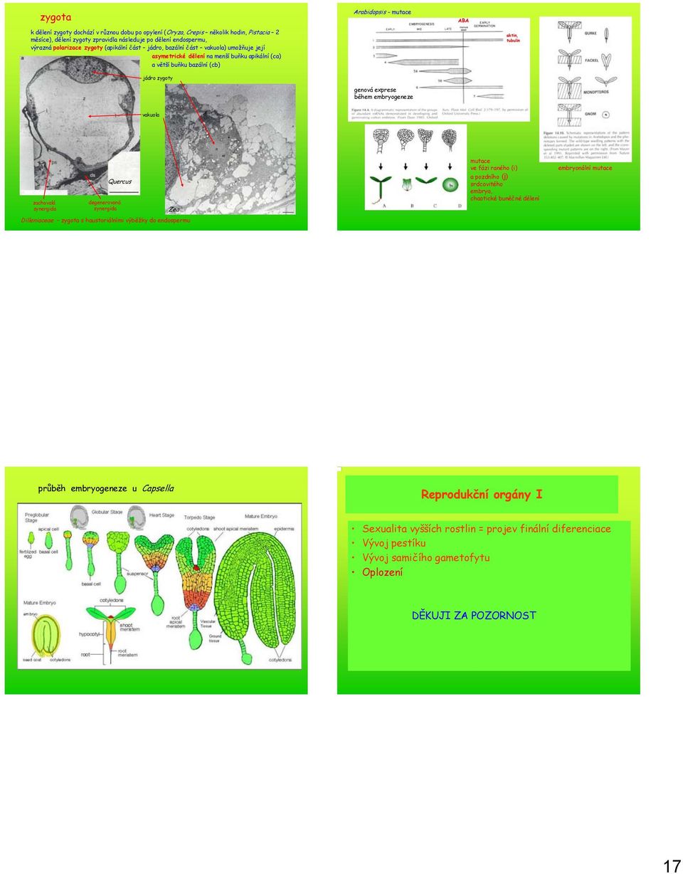 embryogeneze vakuola Quercus zachovalá degenerovaná synergida synergida Zea Dilleniaceae zygota s haustoriálními výběžky do endospermu mutace ve fázi raného (i) a pozdního (j) srdcovitého embrya,