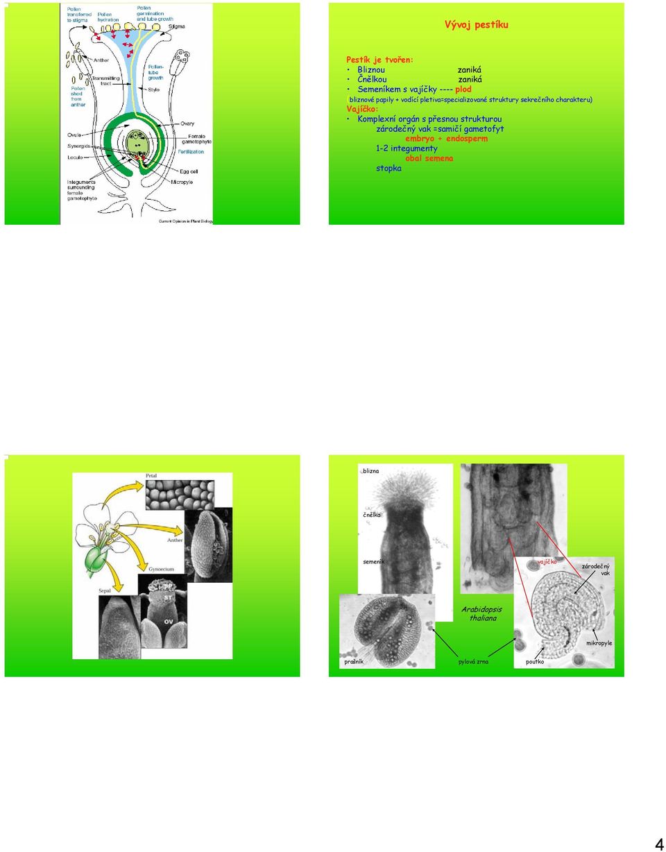 přesnou strukturou zárodečný vak =samičí gametofyt embryo + endosperm 1-2 integumenty obal semena