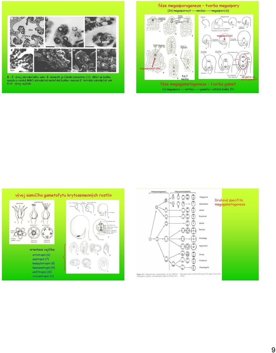 megagametogeneze tvorba gamet (n) megaspora ----mitózy----> gameta + ostatní buňky ZV zárodečný vak = samičí gametofyt vývoj samičího gametofytu krytosemenných