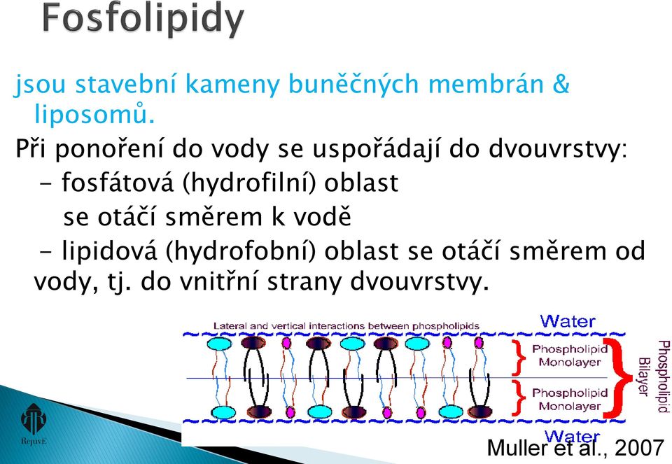 (hydrofilní) oblast se otáčí směrem k vodě - lipidová (hydrofobní)