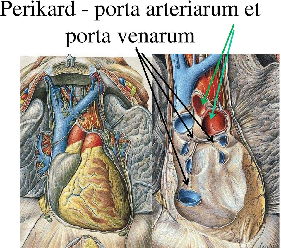 arteriarum