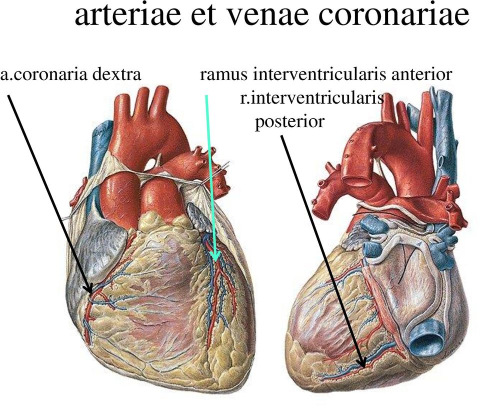 coronaria dextra ramus