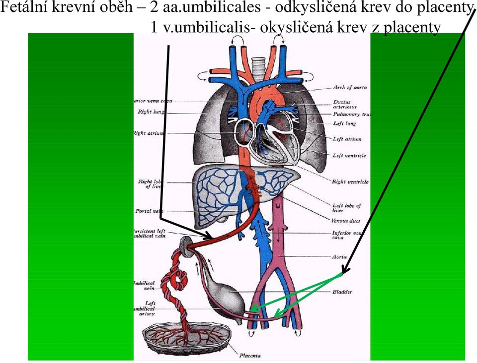 krev do placenty 1 v.