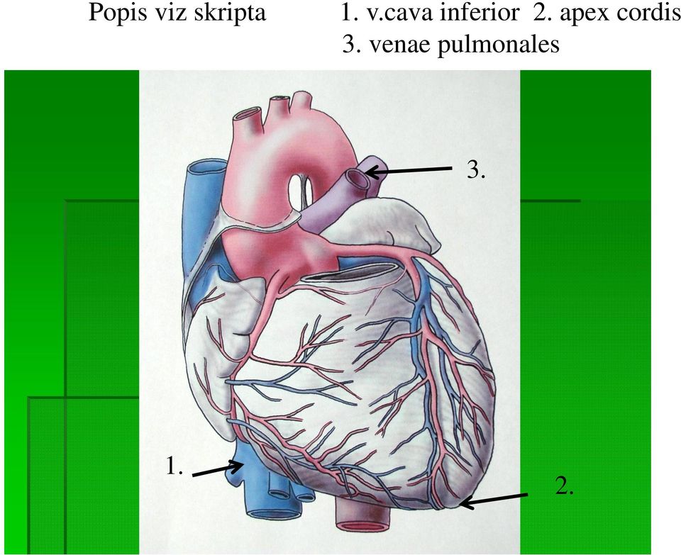 apex cordis 3.