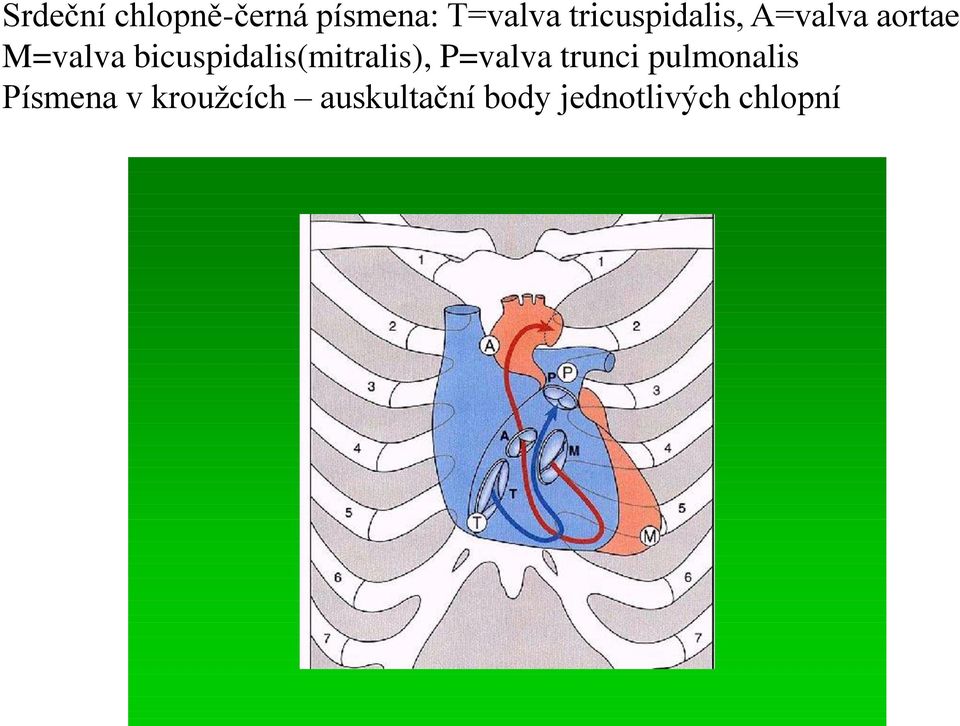 bicuspidalis(mitralis), P=valva trunci
