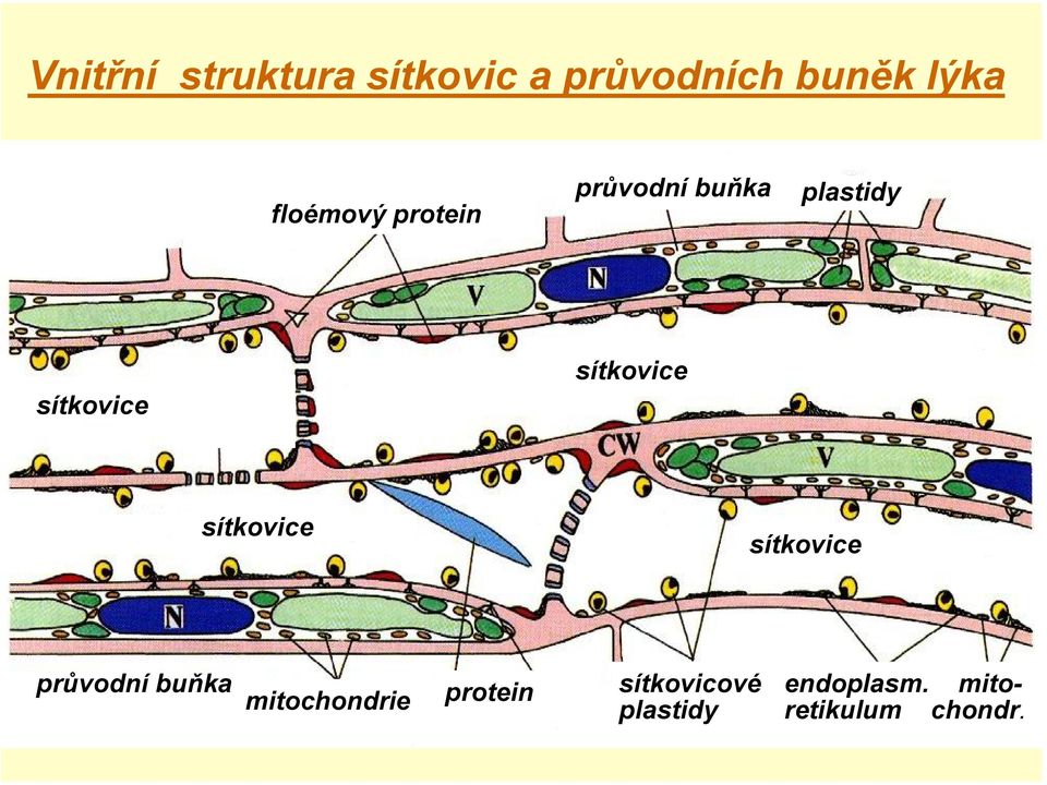 sítkovice sítkovice sítkovice průvodní buňka