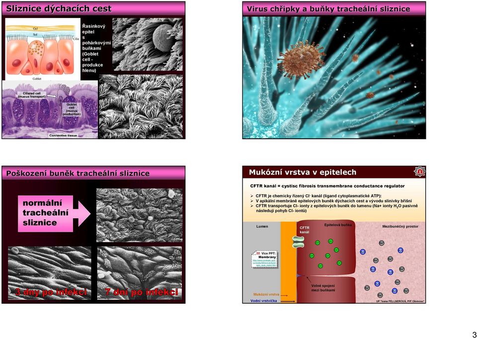 cytoplasmatické ATP): V apikální membráně epitelových buněk dýchacích cest a vývodu slinivky břišní CFTR transportuje Cl- ionty z epitelových buněk do lumenu ( ionty H2O pasivně následují pohyb Cl-