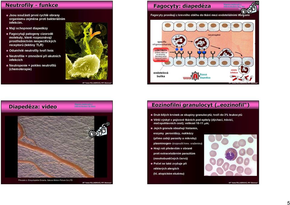 akutních infekcích Neutropenie = pokles neutrofilů (chemoterapie) Fagocyty pronikají z krevního oběhu do tkání mezi endoteliálními buňkami LEKTINY= proteiny vážící se na sacharidy; Zpomalují pohyb