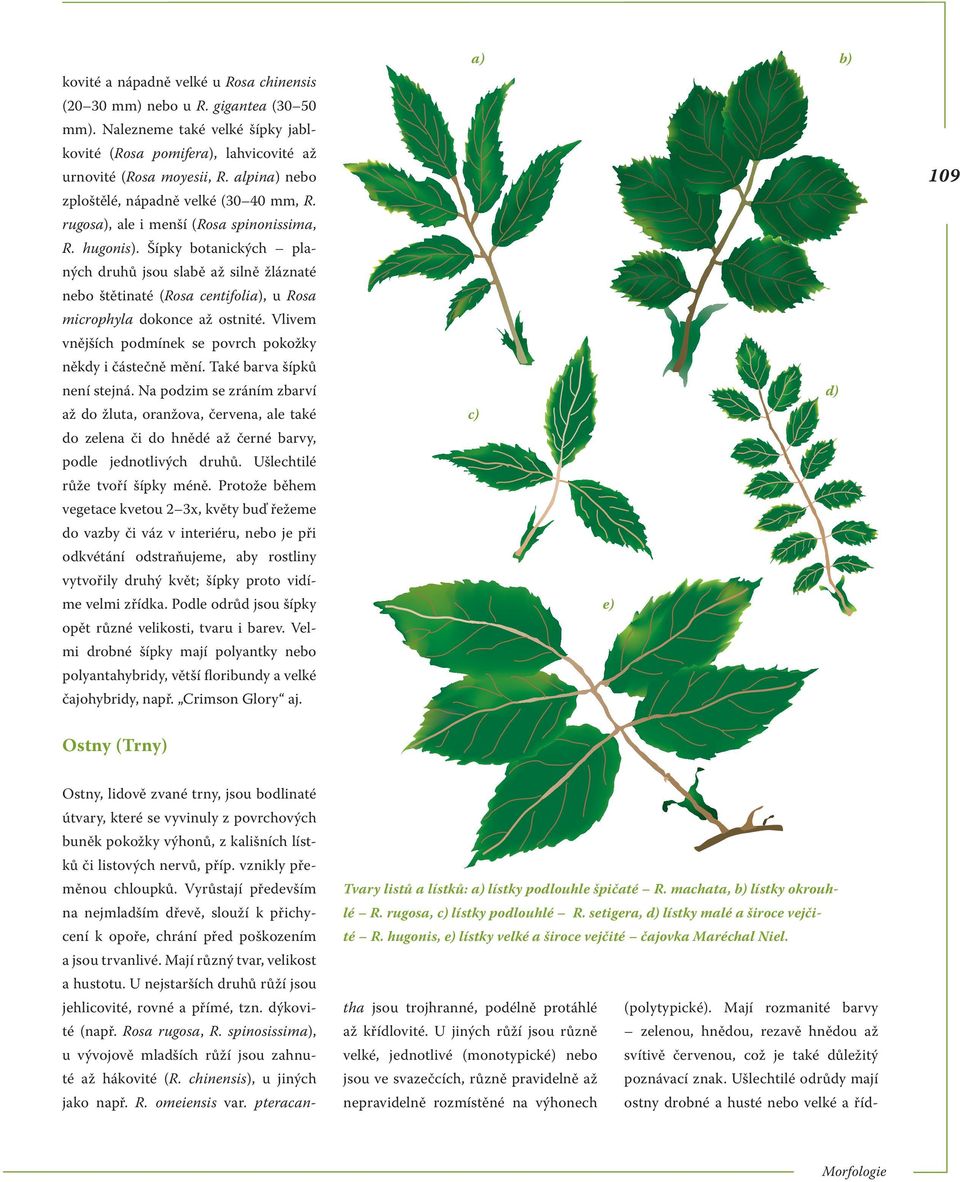 Šípky botanických planých druhů jsou slabě až silně žláznaté nebo štětinaté (Rosa centifolia), u Rosa microphyla dokonce až ostnité. Vlivem vnějších podmínek se povrch pokožky někdy i částečně mění.