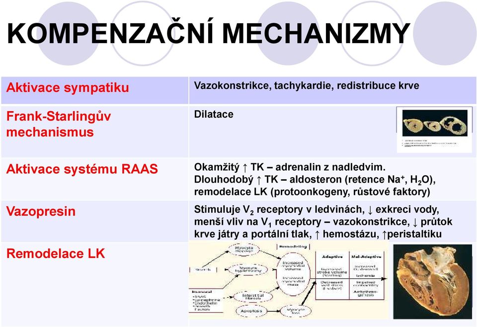 Dlouhodobý TK aldosteron (retence Na +, H 2 O), remodelace LK (protoonkogeny, růstové faktory) Stimuluje V 2