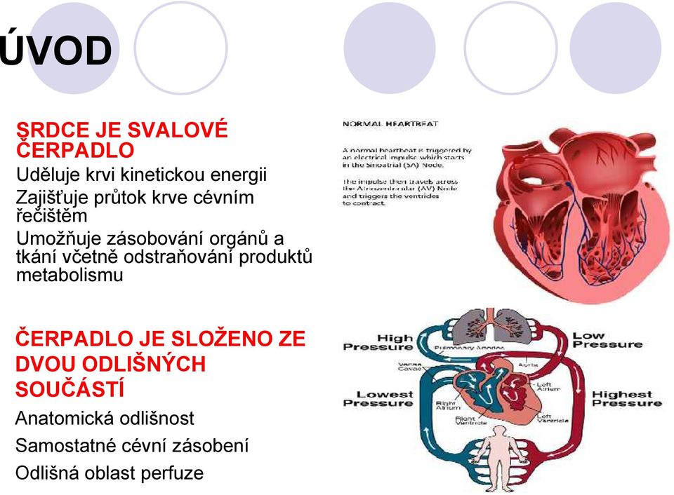 odstraňování produktů metabolismu ČERPADLO JE SLOŽENO ZE DVOU ODLIŠNÝCH