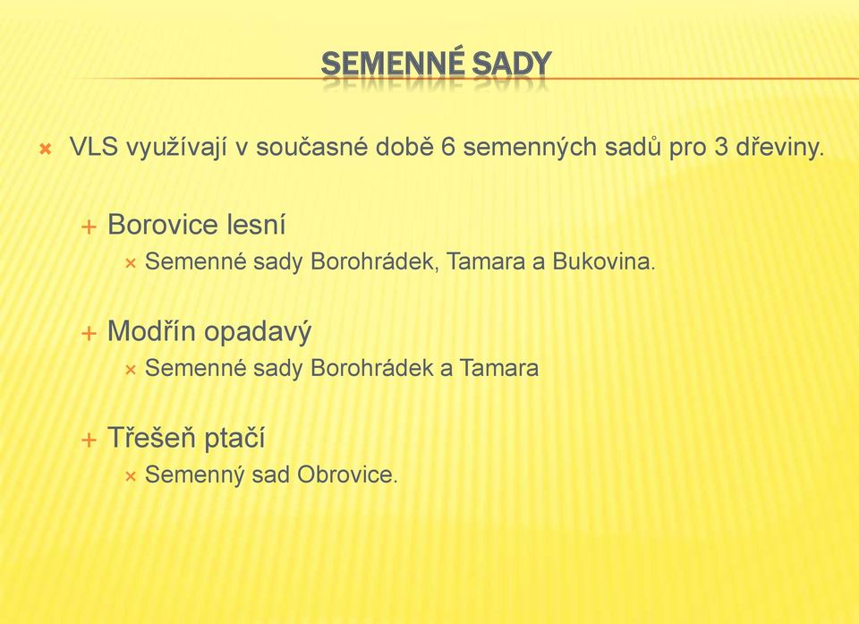 Borovice lesní Semenné sady Borohrádek, Tamara a