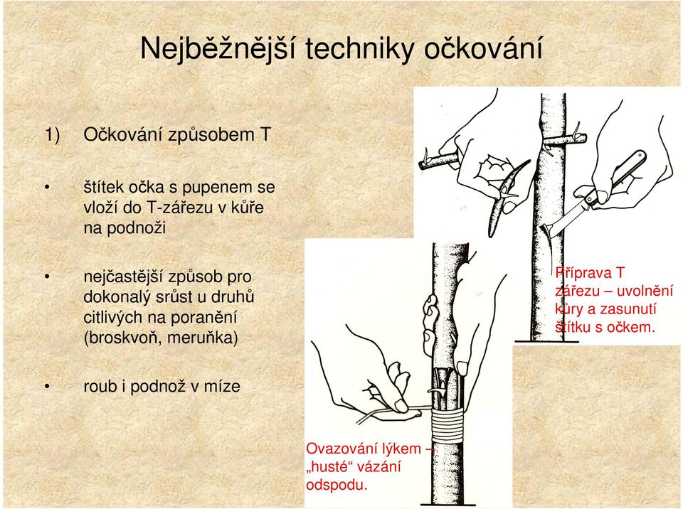 druhů citlivých na poranění (broskvoň, meruňka) Příprava T zářezu uvolnění kůry