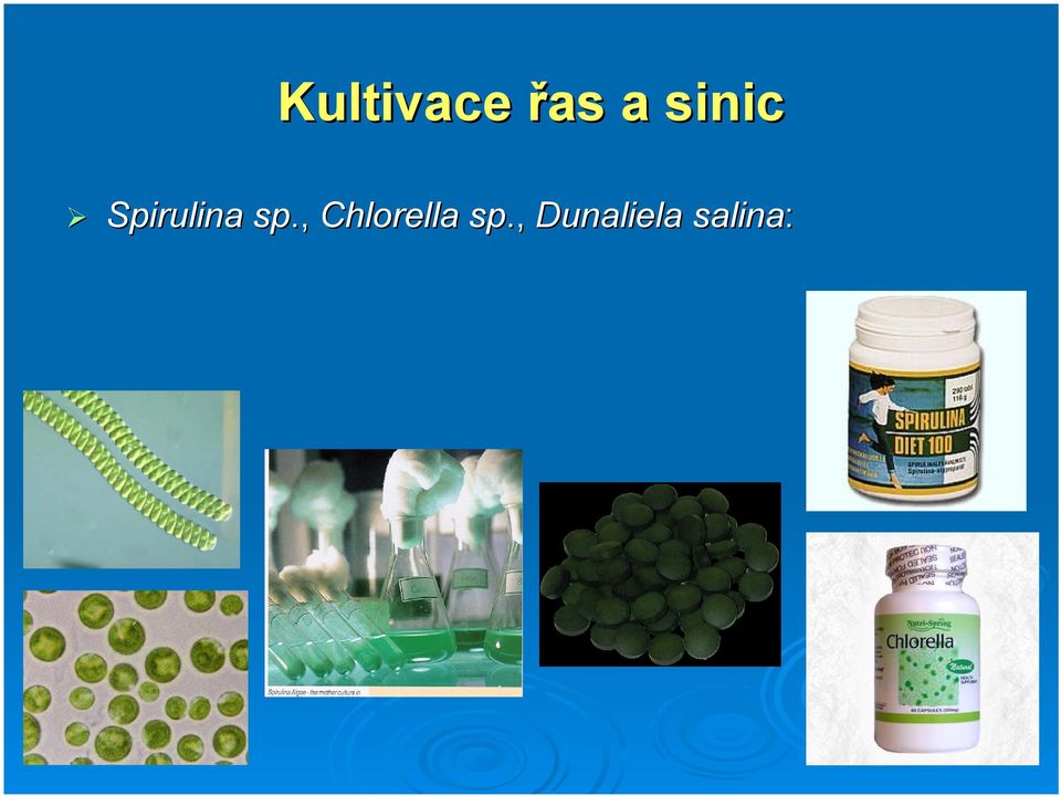 sp., Chlorella sp.