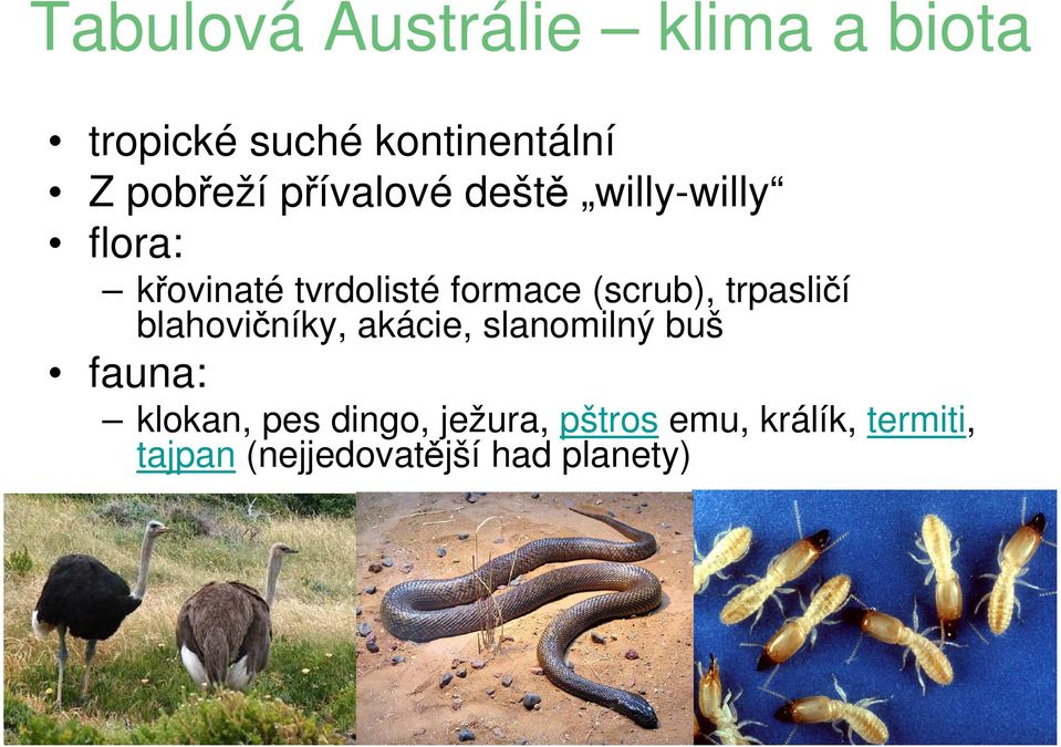 trpasličí blahovičníky, akácie, slanomilný buš fauna: klokan, pes dingo,