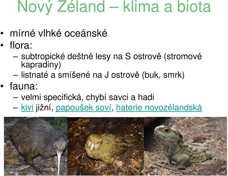 listnaté a smíšené na J ostrově (buk, smrk) fauna: velmi