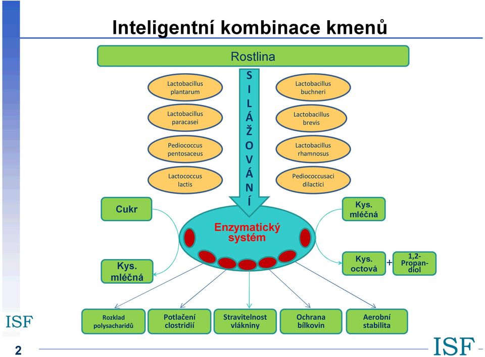 stabilita + Rostlina S I L Á Ž O V Á N Í Pediococcus pentosaceus Lactococcus lactis Lactobacillus