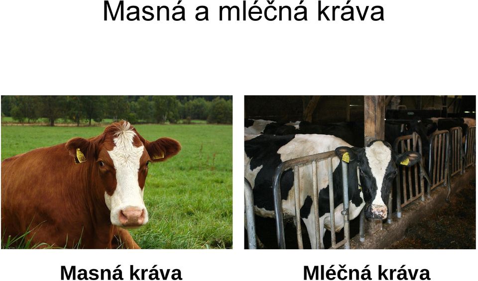 kráva Masná